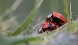 Sexybug Ladybug Sexypaz69 - 2 ladybugs having the time of their lives

