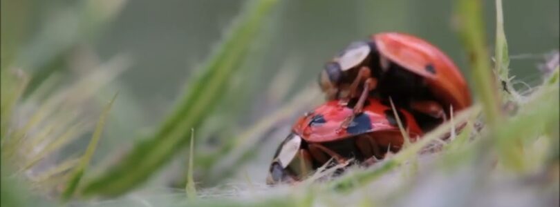 Sexybug Ladybug Sexypaz69 - 2 ladybugs having the time of their lives

